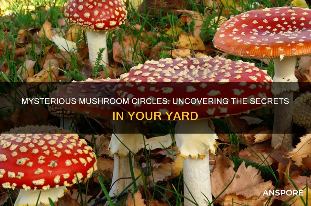 why are mushrooms growing in a circle in my yard