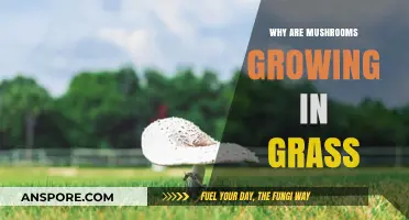 Mushrooms in Your Lawn: Causes and Natural Solutions Explained