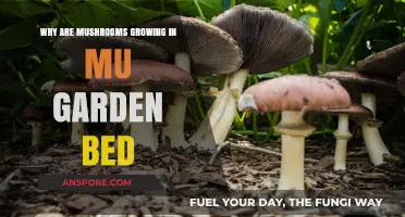 Mushrooms in Your Garden Bed: Causes and Solutions Explained