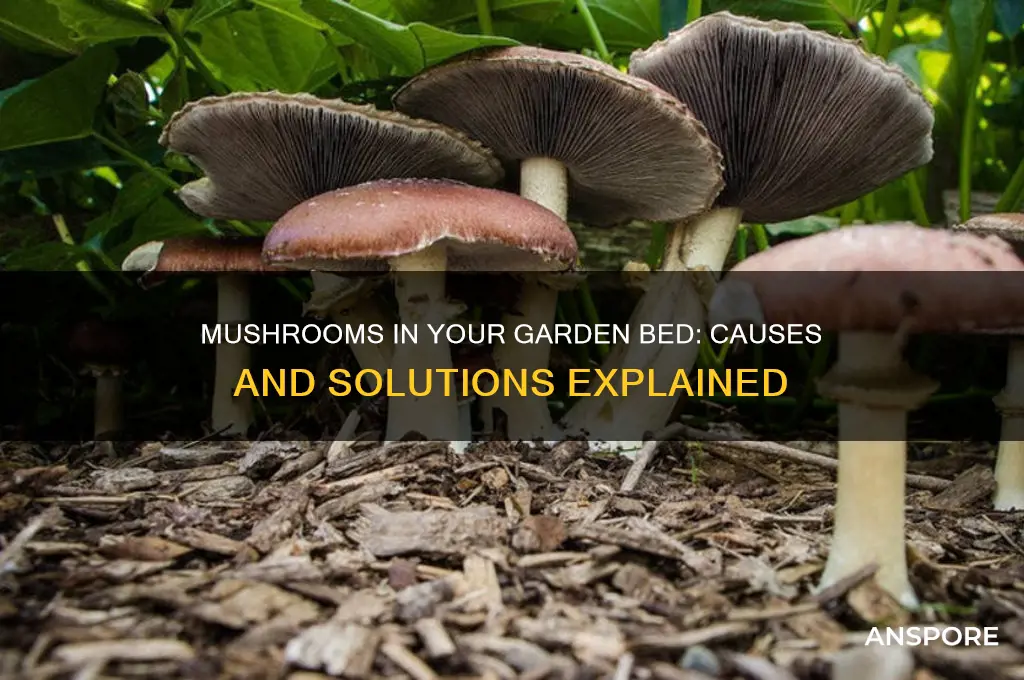 why are mushrooms growing in mu garden bed