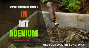 Mushrooms in My Adenium: Causes and Solutions for Fungal Growth