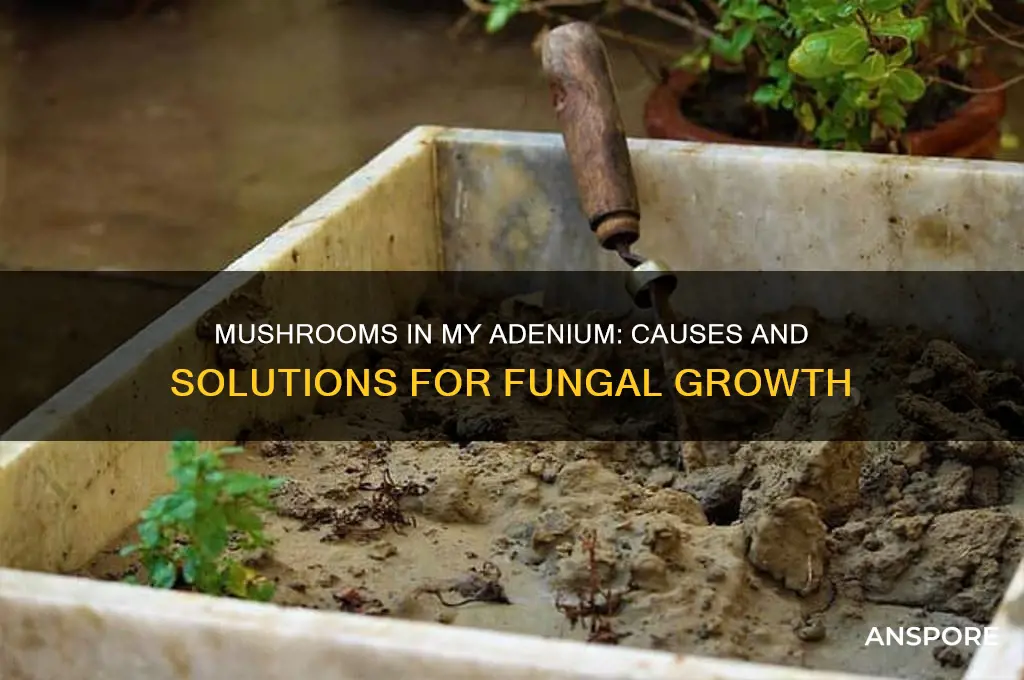 why are mushrooms growing in my adenium