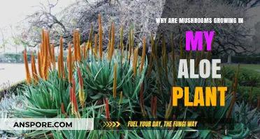Mushroom Mystery: Why Are Fungi Sprouting in My Aloe Plant?