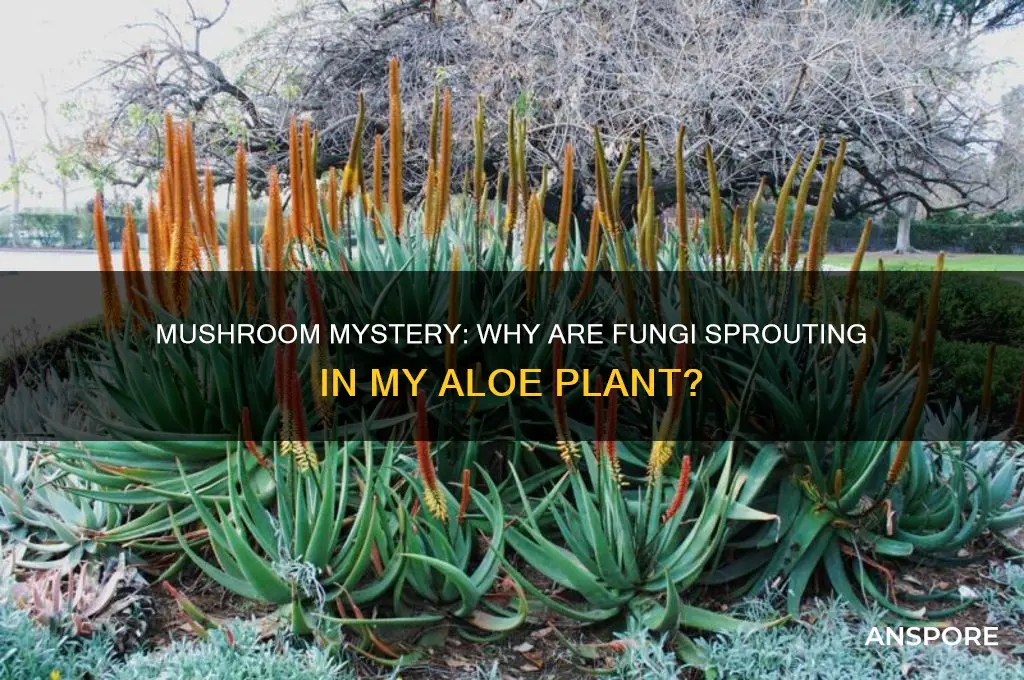 why are mushrooms growing in my aloe plant