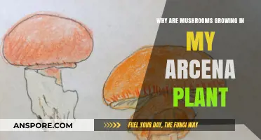 Mushroom Invasion: Why Are They Growing in My Arcena Plant?