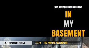 Mushroom Mystery: Why They're Growing in Your Basement and How to Stop Them