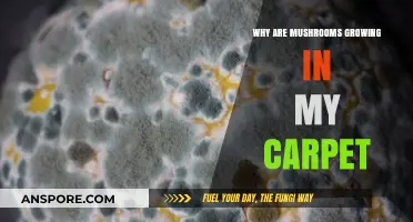 Mushrooms in Carpet: Causes, Risks, and Effective Removal Solutions