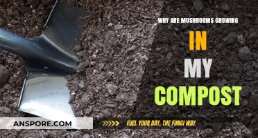 Mushrooms in Compost: Causes, Benefits, and How to Manage Growth