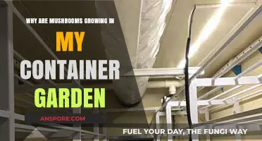 Mushroom Mystery: Causes and Solutions for Container Garden Fungus