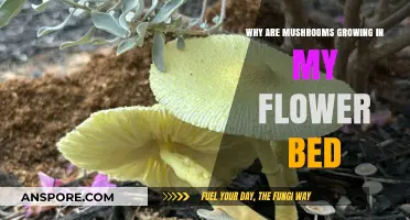 Mushrooms in Your Flower Bed: Causes and Solutions Explained