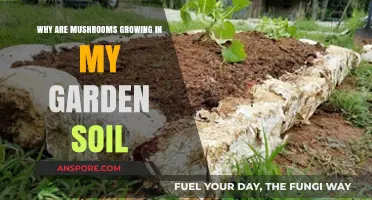 Mushrooms in Garden Soil: Causes and Solutions for Healthy Growth