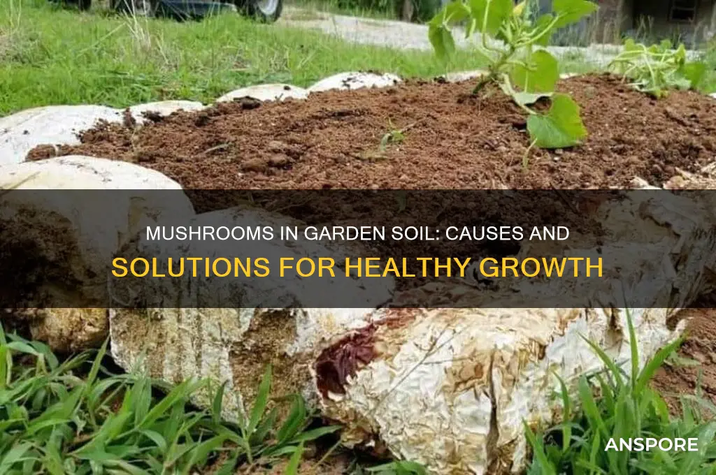 why are mushrooms growing in my garden soil