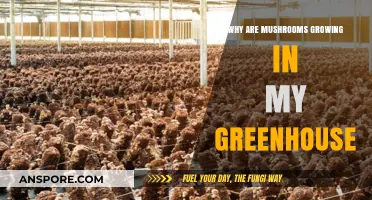 Mushroom Invasion: Understanding Fungal Growth in Your Greenhouse Environment