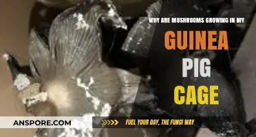 Mushroom Mystery: Why Are Fungi Growing in Your Guinea Pig Cage?