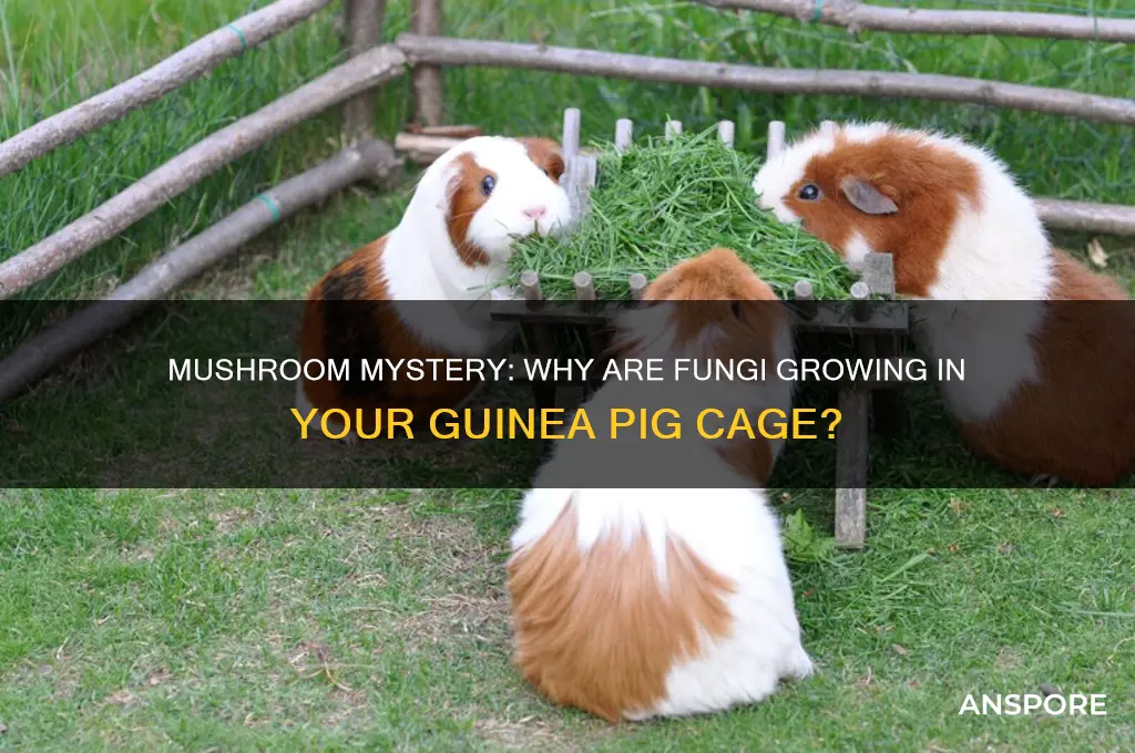 why are mushrooms growing in my guinea pig cage