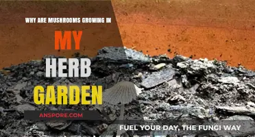 Mushroom Invasion: Uncovering Causes and Solutions for Herb Garden Growth