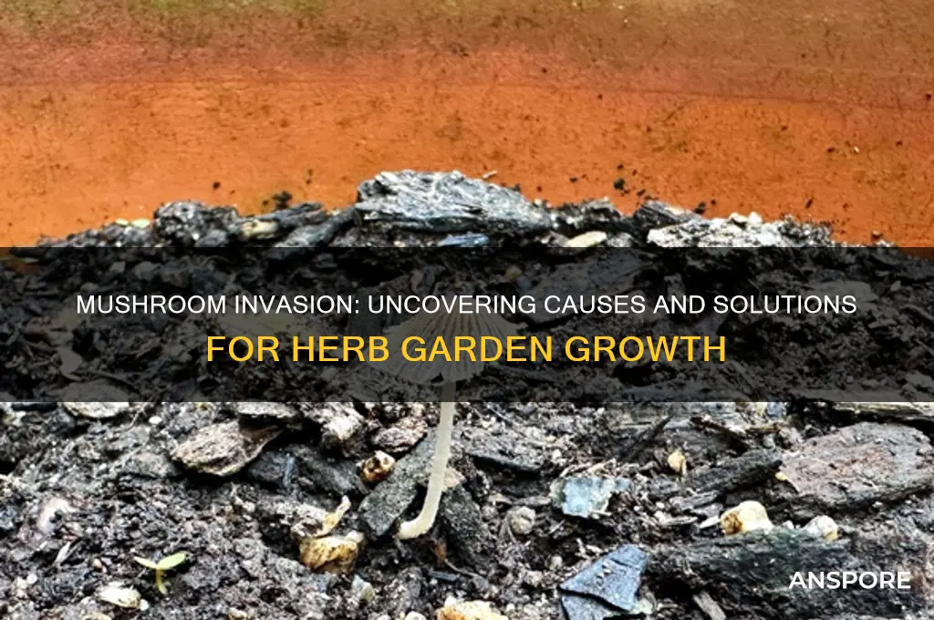 why are mushrooms growing in my herb garden