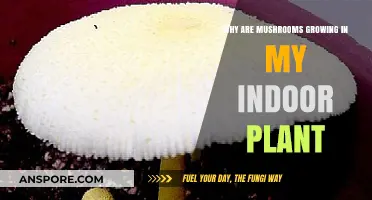 Mushrooms in Your Indoor Plants: Causes and Solutions Explained