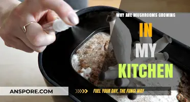 Mushrooms in the Kitchen: Causes and Solutions for Unwanted Growth