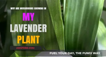 Mushroom Invasion: Why Fungi Thrive in Your Lavender Plant