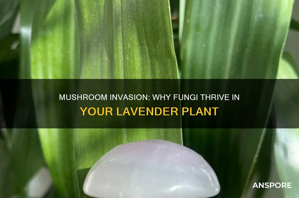 why are mushrooms growing in my lavender plant