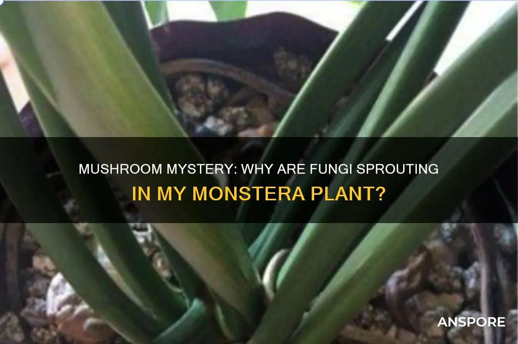 why are mushrooms growing in my monstera