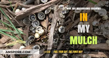 Mushrooms in Mulch: Causes, Concerns, and Effective Solutions Explained