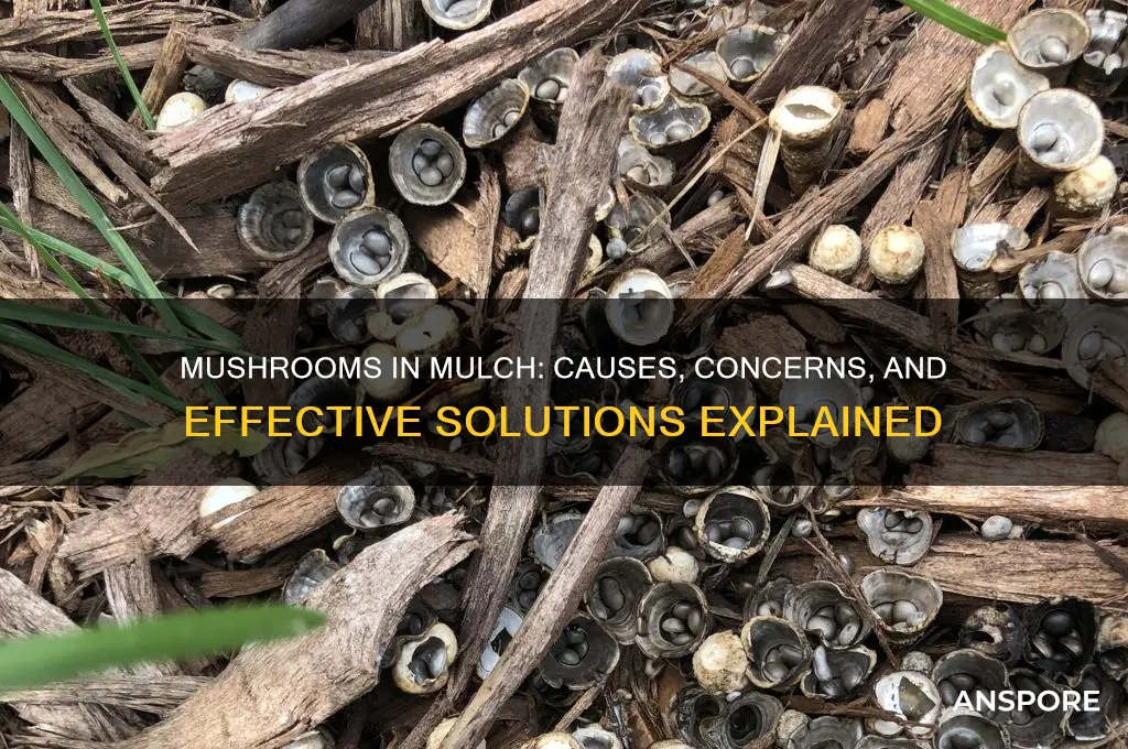 why are mushrooms growing in my mulch