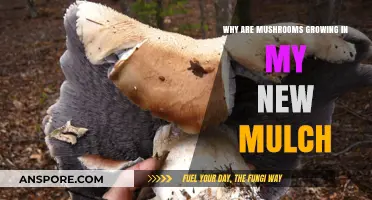 Mushroom Mystery: Why Your New Mulch is Sprouting Fungi