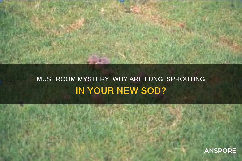 why are mushrooms growing in my new sod
