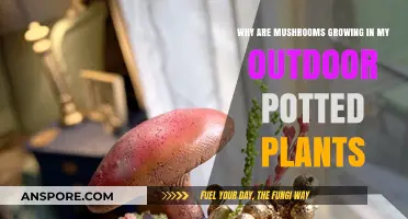 Mushroom Mystery: Why Fungi Thrive in Your Outdoor Potted Plants