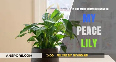Mushroom Mystery: Why Are Fungi Sprouting in Your Peace Lily?