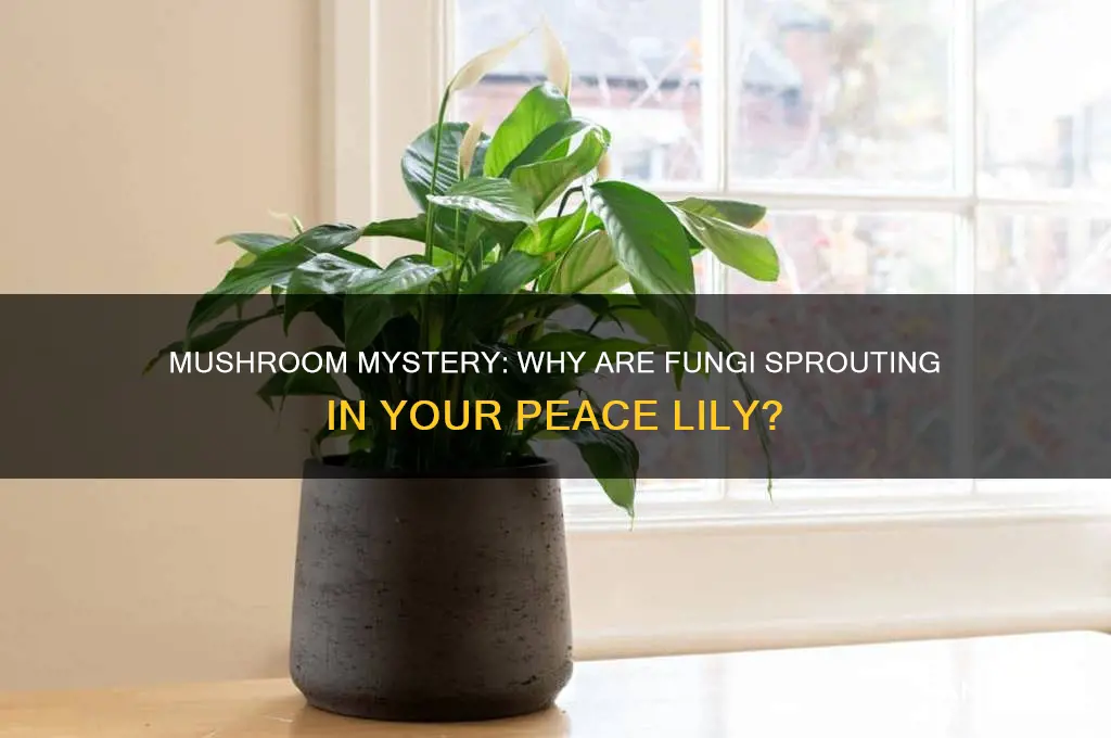 why are mushrooms growing in my peace lily