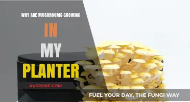Mushroom Mystery: Why Fungi Thrive in Your Planter and How to Stop It