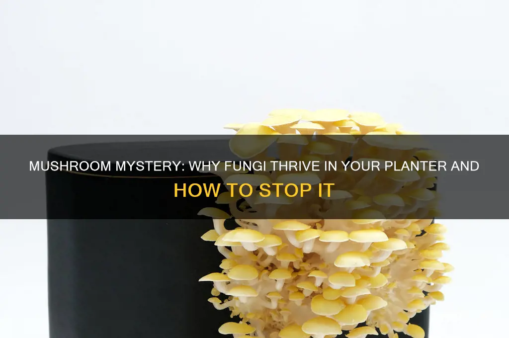 why are mushrooms growing in my planter