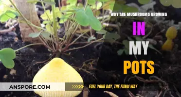 Mushroom Mystery: Why Are Fungi Sprouting in Your Plant Pots?