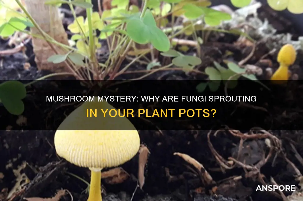 why are mushrooms growing in my pots