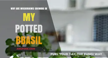 Mushrooms in Potted Basil: Causes and Solutions for Healthy Plants