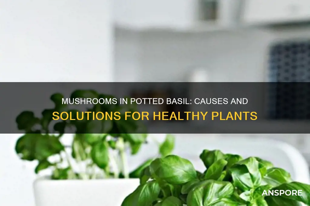 why are mushrooms growing in my potted bbasil