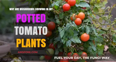 Mushroom Mystery: Why Fungi Thrive in Your Potted Tomato Plants