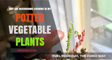 Mushroom Mystery: Why Are Fungi Sprouting in Your Potted Veggies?