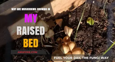 Mushroom Mystery: Why They're Popping Up in Your Raised Bed