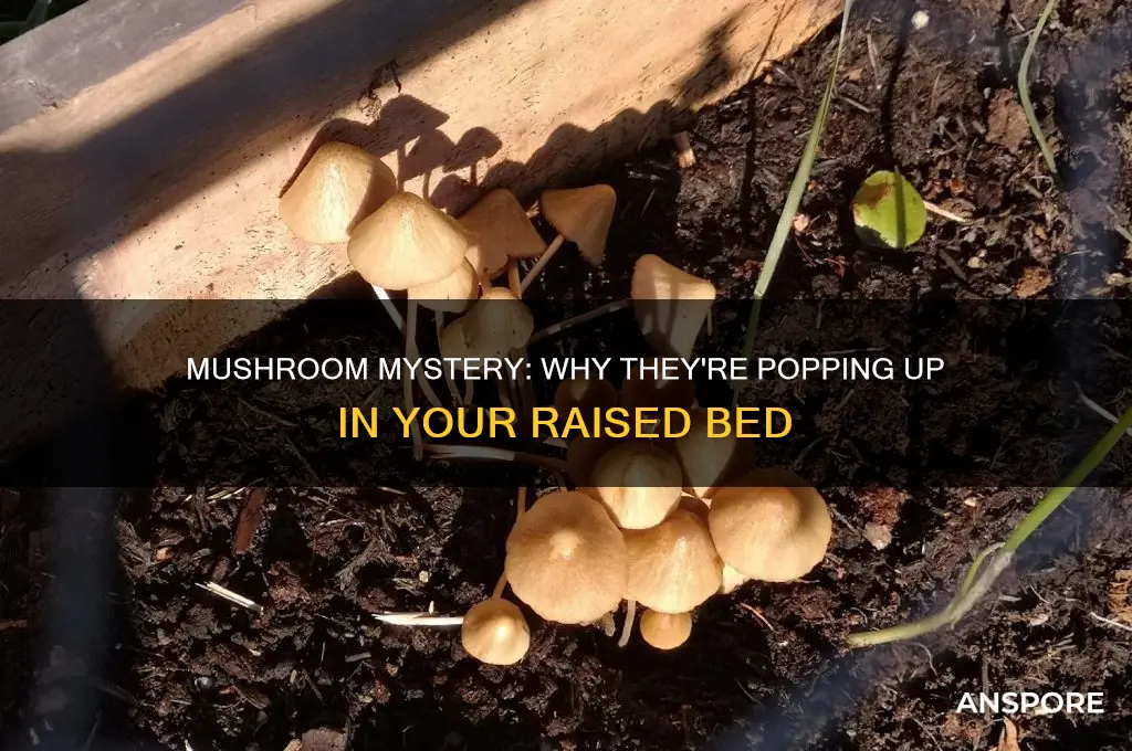 why are mushrooms growing in my raised bed