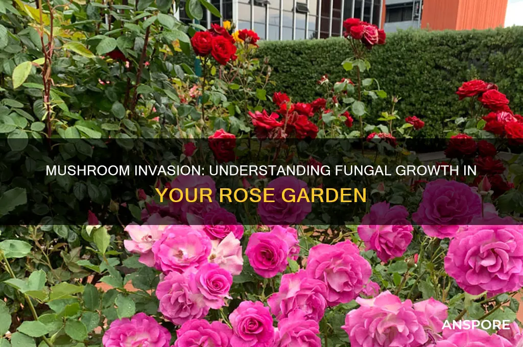 why are mushrooms growing in my rose garden