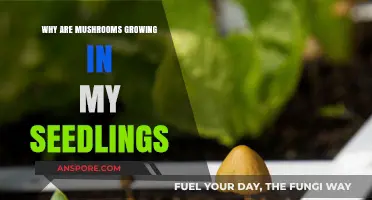 Mushroom Mystery: Why Are Fungi Sprouting in Your Seedlings?