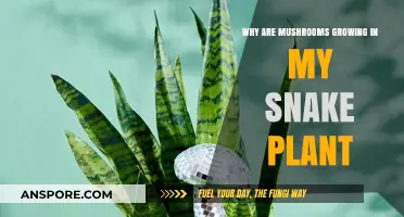 Mushroom Mystery: Why Are Fungi Sprouting in My Snake Plant?