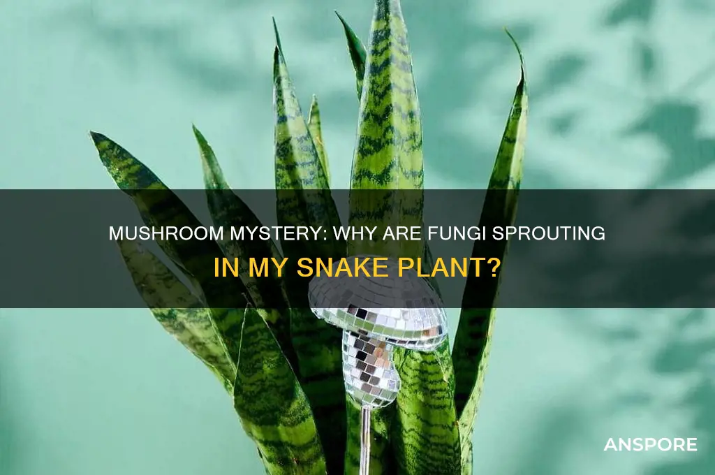 why are mushrooms growing in my snake plant