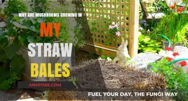 Mushroom Mystery: Why Straw Bales Attract Fungal Growth Explained