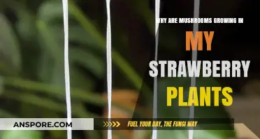 Mushroom Invasion: Why Fungi Thrive in Your Strawberry Patch