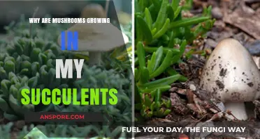 Mushroom Invasion: Why Are Fungi Sprouting in Your Succulent Pots?
